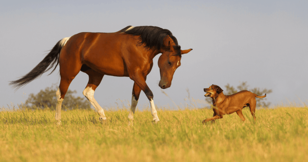 Ein Pferd und ein Hund spielen auf einer Wiese